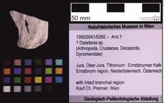 Foto (Objekt + Etiketten) von ? Distefania sp. (NHMW-GEO-1990-0041-0260)